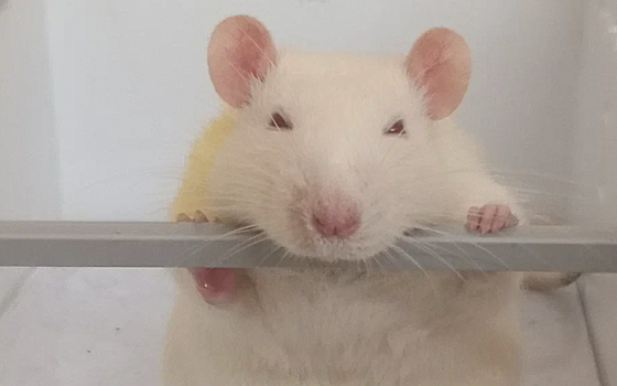 Препараты для лечения расстройства аутистического спектра удлинили теломеры у больных крыс и уменьшили их тревожность