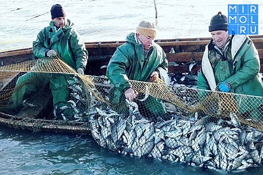 В Дагестане могут ввести мораторий на добычу кутума