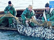 В Дагестане могут ввести мораторий на добычу кутума