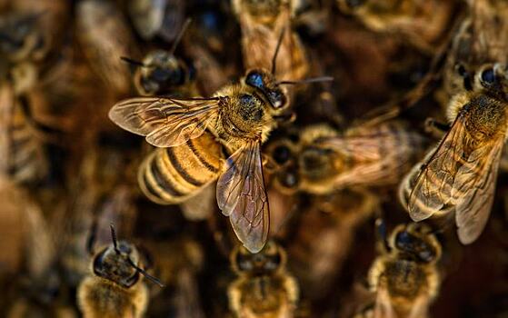 Пчелиный фанатизм дошел до беспредела: точка зрения