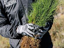 Более 70 гектаров лесных посадок появится в Ростовской области