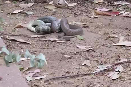 Змея съела побежденную в схватке змею и срыгнула ее
