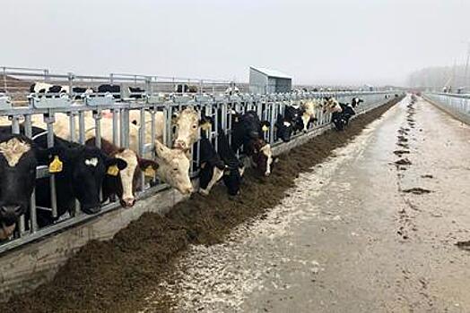 Ферма из Ступина завезла партию коров для расширения поголовья