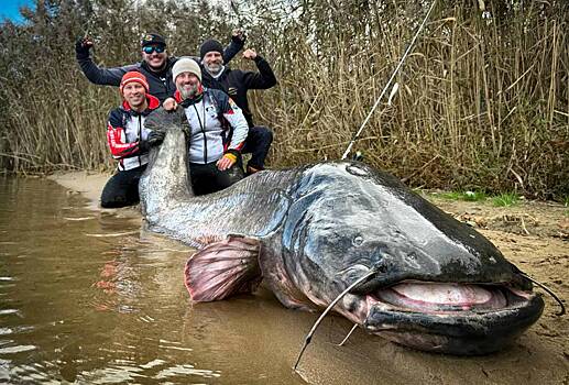 Рыбаки поймали гигантского сома и объявили себя мировыми рекордсменами