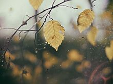 Вторая неделя декабря в Волгограде встретит облачным небом и легким морозцем