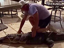 WAFB: в США аллигатор подрался с подушкой и попал на видео