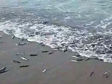 В Сахалинской области побережье заполонило нерестящейся рыбой: видео