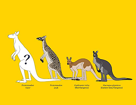Представлены три новых вида ископаемых кенгуру рода Protemnodon