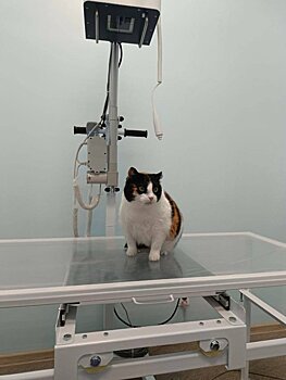 В Ижевске в государственной ветеринарной клинике появился новый рентген-кабинет