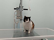 В Ижевске в государственной ветеринарной клинике появился новый рентген-кабинет