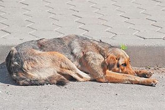 Зоозащитники в Башкирии сообщили об убийстве собаки в Стерлитамаке