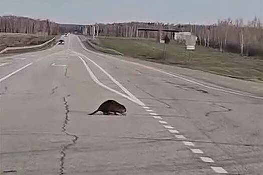 Бобер-инспектор вышел на российскую трассу и попал на видео