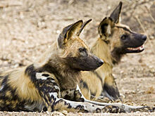 Голосование в мире животных: гиеновидные собаки принимают решения при помощи чихания