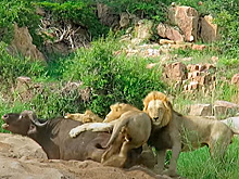 Львы загнали буйвола в смертельную ловушку и попали на видео