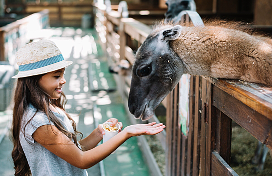 Частный зоопарк нелегально разместился на территории Новосибирской области