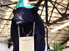 Безупречный воин. Контрабандист со связями в ЦРУ мечтал покорить мир, но прославился из-за медведя под кокаином