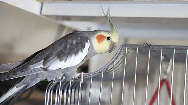 Почти полтысячи попугаев доставили рейсом из Краснодара в Екатеринбург