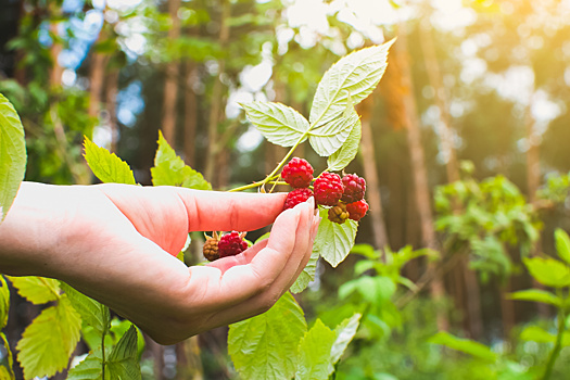 Приметы и поверья на 17 августа: что нельзя делать в день Авдотьи Малиновки