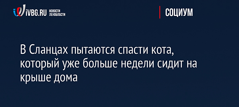 В Сланцах пытаются спасти кота, который уже больше недели сидит на крыше дома