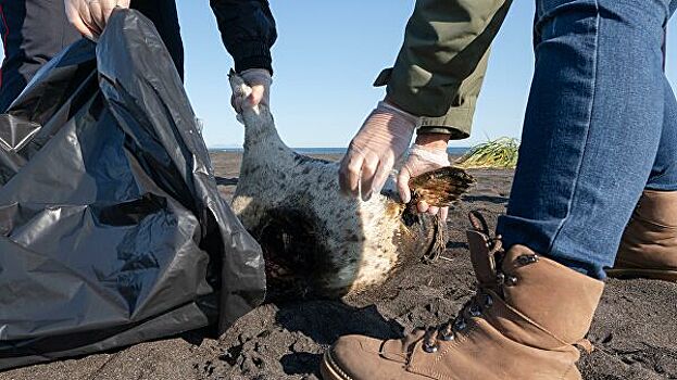 Ученый оценил вероятность вины вулканов в загрязнении у берегов Камчатки