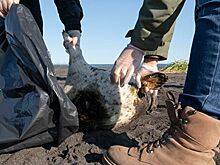 Ученый оценил вероятность вины вулканов в загрязнении у берегов Камчатки