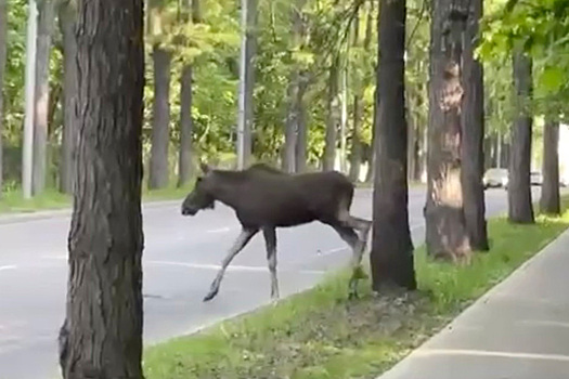 Лось вышел к водителям в Москве и попал на видео