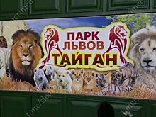 Возбуждено дело по факту нападения львов на директора парка "Тайган"