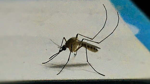 Врач назвал самое эффективное средство от комаров