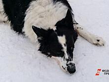 Покусанный ребенок находится под наблюдением пермских медиков