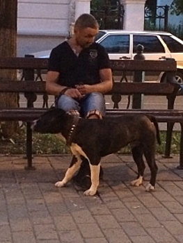 В Костроме разыскивают хозяев огромного пса