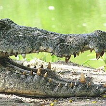 Жителей Запорожья ужаснули условия проживания крокодила в местном зоопарке