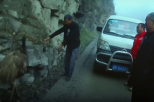 В Китае задержали страуса за нарушение правил ПДД
