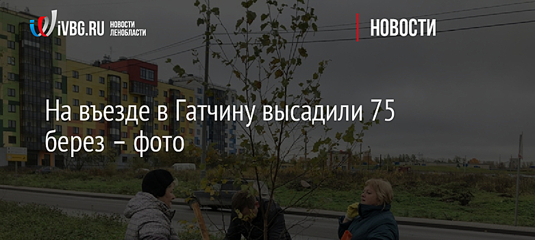 На въезде в Гатчину высадили 75 берез – фото