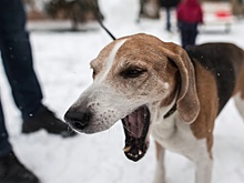 «‎Это глупость!»‎: в РФ отреагировали на связанную с выгулом собак идею
