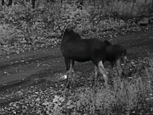 В фотоловушку в нацпарке «Башкирия» попало семейство лосей (ВИДЕО)
