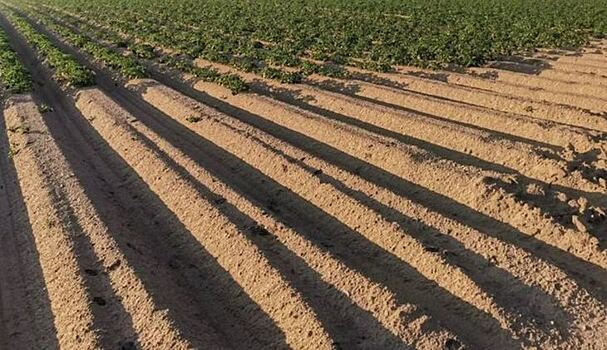 Картофель возглавил топ самой популярной экспортной сельхозпродукции из Египта