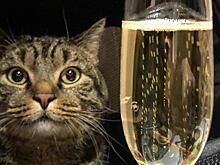 Кот Виктор с почетом прилетел в Москву