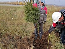 Энергетики ТГК-16 высадили ели вдоль главной магистрали Нижнекамска