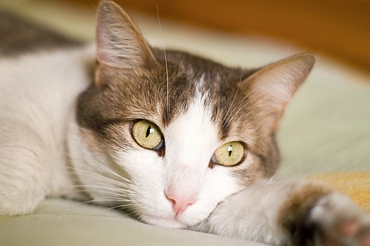 Холангит у кошек — что это, симптомы и лечение