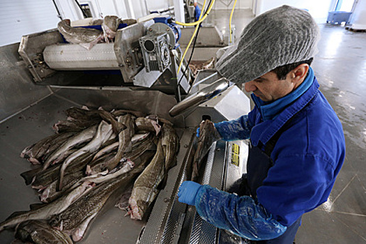 Российским рыбакам повысят налоги