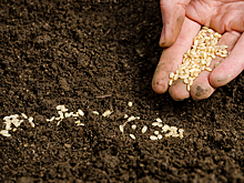 Совфед одобрил закон об основах семеноводства в России