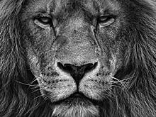 «А ниче тот факт, что» и «Сам решу»: самые популярные мемы 2025 года