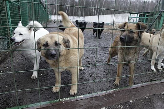 Хосписы и крематории для животных откроют в Москве