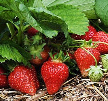 Как посадить клубнику осенью в открытый грунт