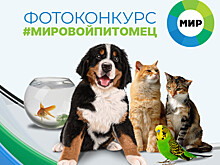 Правила акции «МИРовойпитомец»