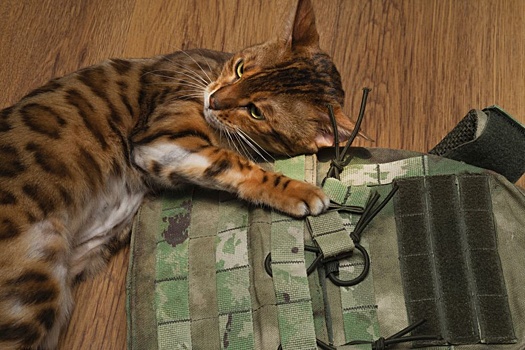 Кот Барсик поднимает дух бойцам РФ в Запорожской области