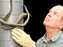 Змеи научились завязываться в узел, чтобы взбираться на столбы