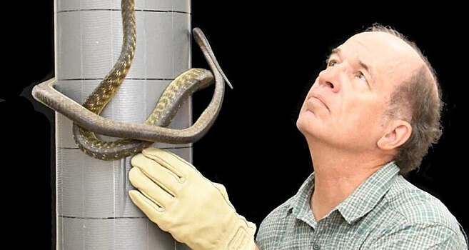 Змеи научились завязываться в узел, чтобы взбираться на столбы