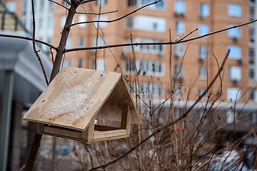 Алтайских балобанов спасут от браконьеров с помощью татуировок