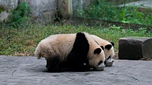 Панда-дипломатия: КНР забирает двух панд из шотландского зоопарка